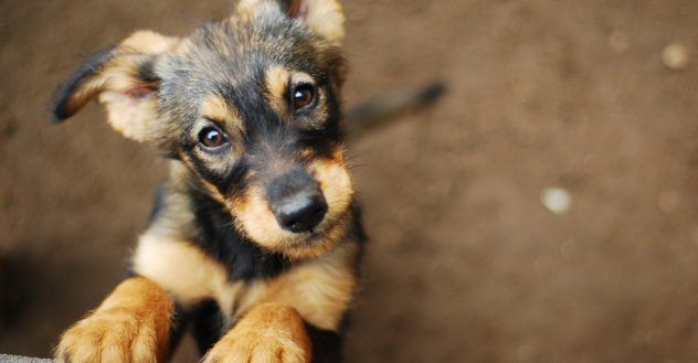 April JGives Back: Helping Our Furry Friends for Animal Cruelty Prevention Month